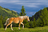 HOR 01 KH0221 01
Young Haflinger Stallion Walking Through Pasture By Hills In Austria