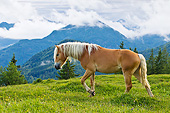 HOR 01 KH0222 01
Young Haflinger Stallion Walking Through Pasture By Hills In Austria