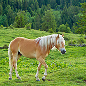 HOR 01 KH0223 01
Young Haflinger Stallion Walking Through Pasture By Hills In Austria