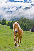 HOR 01 KH0224 01
Young Haflinger Stallion Walking Through Pasture By Hills In Austria