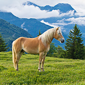 HOR 01 KH0225 01
Young Haflinger Stallion Standing In Pasture By Hills In Austria