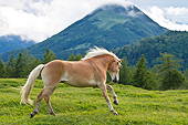 HOR 01 KH0226 01
Young Haflinger Stallion Galloping In Pasture By Hills In Austria