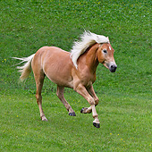 HOR 01 KH0227 01
Young Haflinger Stallion Galloping In Pasture In Austria