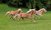 HOR 01 KH0228 01
Three Young Haflinger Stallions Galloping In Pasture In Austria