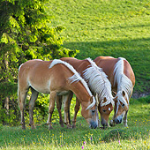 HOR 01 KH0229 01
Three Young Haflinger Stallions Sniffing Dung In Pasture In Austria