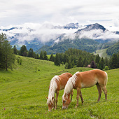 HOR 01 KH0230 01
Two Young Haflinger Stallions Grazing In Pasture By Mountains In Austria
