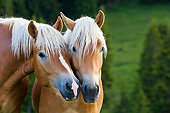 HOR 01 KH0232 01
Close-Up Of Two Young Haflinger Stallions Sniffing In Pasture