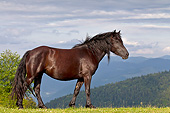 HOR 01 KH0233 01
Merens Mare Walking On Summer Pasture In Pyrenees, France