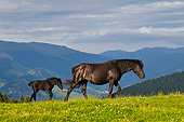 HOR 01 KH0234 01
Merens Mare And Foal Walking On Summer Pasture In Pyrenees, France
