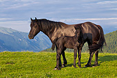 HOR 01 KH0235 01
Merens Mare And Foal Standing In Summer Pasture In Pyrenees, France