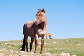 HOR 01 LS0035 01
Red Roan Mustang Standing In Meadow