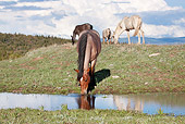 HOR 01 LS0041 01
Herd Of Mustangs Grazing And Drinking Water In Meadow
