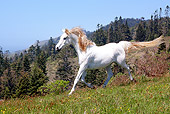 HOR 01 LS0047 01
Gray Arabian Trotting In Field