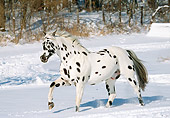 HOR 01 LS0050 01
Appaloosa Horse Trotting On Snow