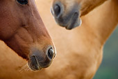 HOR 01 MB0227 01
Close-Up Of Two Horses' Faces