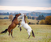 HOR 01 MB0228 01
Two Horses Fighting In Pasture