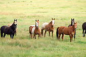 HOR 01 MB0232 01
Herd Of Horses Standing In Field