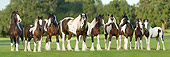 HOR 01 MB0234 01
Gypsy Vanner Mare With Eight Foals Standing In Pasture