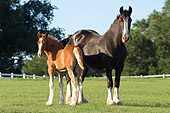 HOR 01 MB0238 01
Shire Mare And Foal Standing In Pasture
