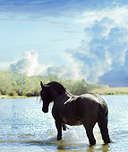 HOR 01 MB0239 01
Friesian Standing In Water Splashing