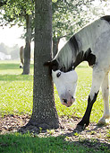 HOR 01 MB0240 01
American Paint Quarter Horse Scratching Head On Tree Trunk