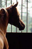 HOR 01 MB0241 01
Arabian Looking Out Stall Window