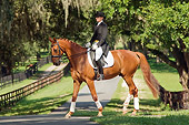 HOR 01 MB0243 01
Woman Riding Dressage On Warmblood Walking On Grass