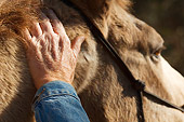 HOR 01 MB0249 01
Old Man Petting Neck Of Old Horse
