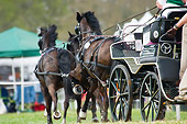 HOR 01 MB0252 01
Team Of Horses In Driving Competition