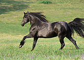 HOR 01 MB0255 01
Friesian Horse Cantering In Field