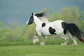 HOR 01 MB0263 01
Gypsy Vanner Mare Galloping Through Field