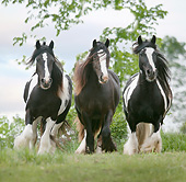 HOR 01 MB0264 01
Three Gypsy Vanner Mares Galloping Through Field