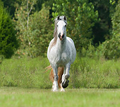 HOR 01 MB0265 01
Gypsy Vanner Mare Galloping Through Field