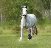 HOR 01 MB0266 01
Gypsy Vanner Mare Galloping Through Field