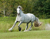 HOR 01 MB0267 01
Gypsy Vanner Mare Galloping Through Field