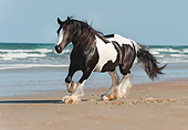 HOR 01 MB0268 01
Gypsy Vanner Mare Galloping On Beach