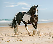 HOR 01 MB0269 01
Gypsy Vanner Mare Galloping On Beach