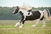 HOR 01 MB0270 01
Gypsy Vanner Mare Galloping Through Field