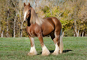 HOR 01 MB0277 01
Gypsy Vanner Mare Standing In Field