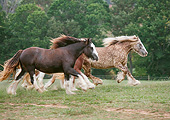 HOR 01 MB0278 01
Three Gypsy Vanner Mares Galloping Through Pasture