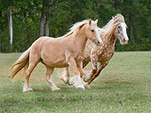 HOR 01 MB0279 01
Two Gypsy Vanner Mares Galloping Through Field