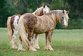 HOR 01 MB0280 01
Two Gypsy Vanner Mares Standing In Field