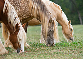 HOR 01 MB0281 01
Close-Up Of Three Gypsy Vanner Mares Grazing In Field