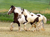 HOR 01 MB0283 01
Gypsy Vanner Mare And Foal Trotting Across Open Pasture