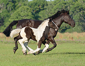 HOR 01 MB0284 01
Gypsy Vanner Mare And Foal Galloping Through Field