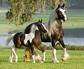 HOR 01 MB0286 01
Gypsy Vanner Mare And Foal Trotting Through Field By Lake