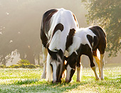 HOR 01 MB0287 01
Gypsy Vanner Mare And Foal Grazing In Field