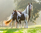 HOR 01 MB0288 01
Gypsy Vanner Mare And Foal Standing In Field