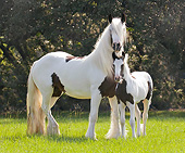 HOR 01 MB0289 01
Gypsy Vanner Mare And Foal Standing In Field