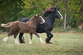 HOR 01 MB0293 01
Gypsy Vanner Mare And Foal Galloping Through Field
